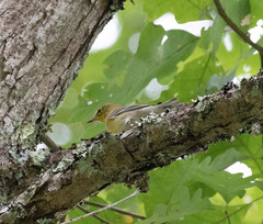 Setophaga castanea