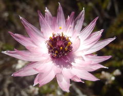 Syncarpha canescens canescens