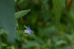 Ipomoea aristolochiifolia