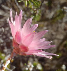 Syncarpha canescens canescens