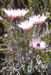 Syncarpha canescens canescens