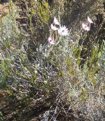 Syncarpha canescens canescens