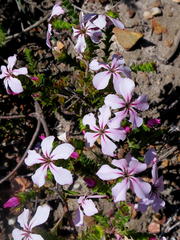 Acmadenia tetragona