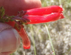 Erica diaphana