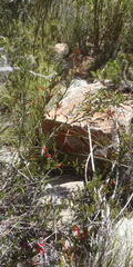 Erica diaphana
