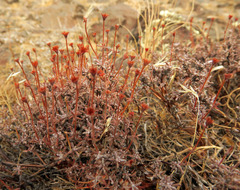 Eriogonum thymoides