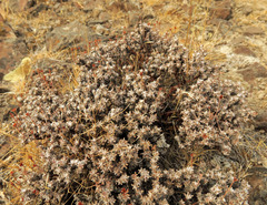 Eriogonum thymoides