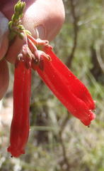 Erica diaphana