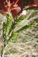 Erica diaphana