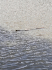 Trachemys scripta elegans