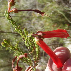 Erica diaphana