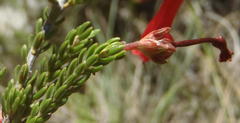 Erica diaphana