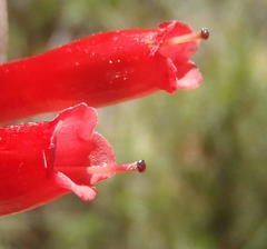 Erica diaphana