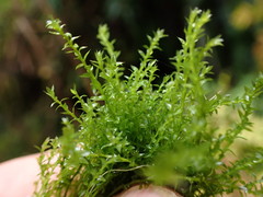 Ptychostomum weigelii