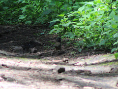 Pipilo maculatus macronyx