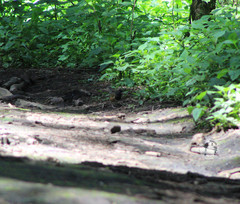 Pipilo maculatus macronyx