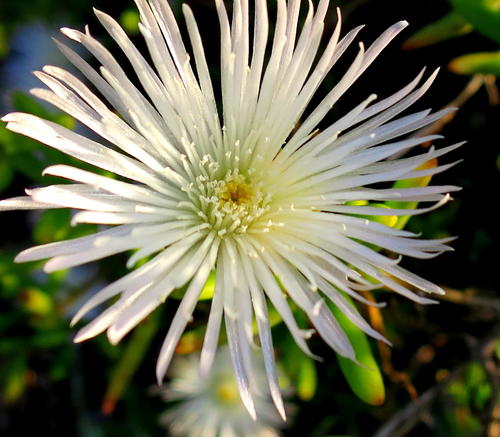 Mesembryanthemum splendens