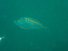 Decapterus