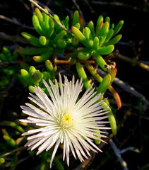 Mesembryanthemum splendens splendens