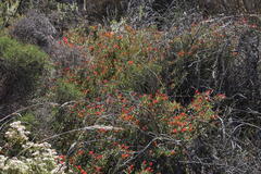 Protea sulphurea