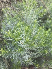 Olearia glutinosa