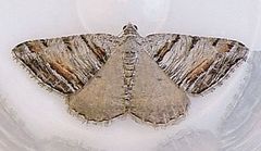 Speranza colata correllata