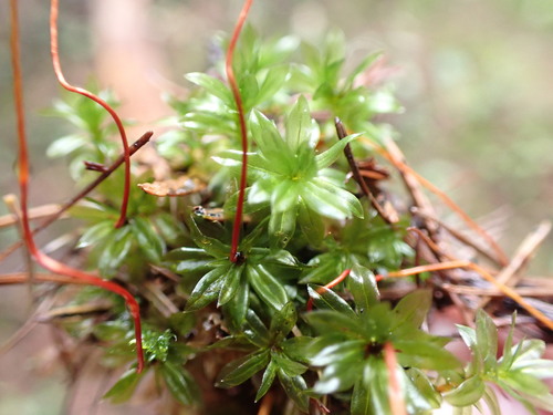 Image of Roell's Moss (Roellia roellii) by no rights reserved