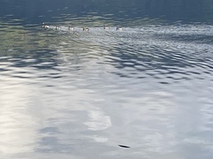 Branta hutchinsii