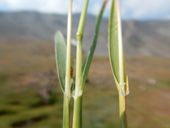 Poa arctica