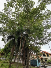 Sterculia foetida