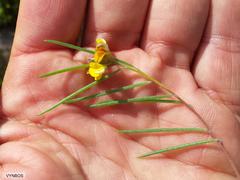 Aspalathus lebeckioides