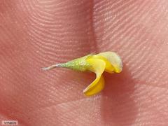 Aspalathus lebeckioides