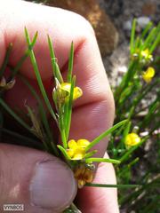 Aspalathus lebeckioides