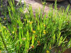 Aspalathus lebeckioides