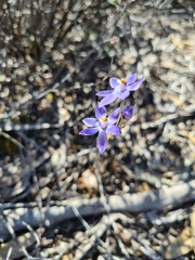 Thelymitra alcockiae
