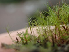 Distichium capillaceum