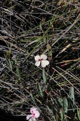 Pelargonium lanceolatum