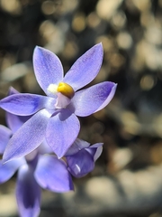 Thelymitra alcockiae