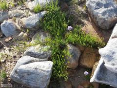 Aspalathus lebeckioides