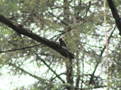 Dryobates stricklandi