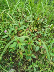 Melastoma malabathricum