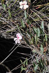 Pelargonium lanceolatum