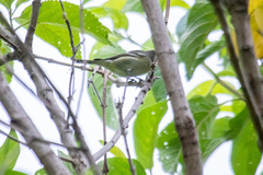 Vireo cassinii