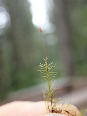 Distichium capillaceum