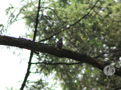 Dryobates stricklandi