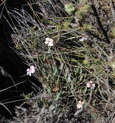Pelargonium lanceolatum