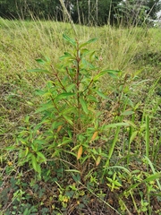 Melastoma malabathricum