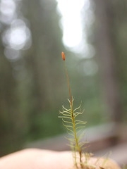 Distichium capillaceum