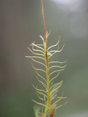 Distichium capillaceum