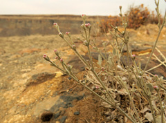 Eriogonum niveum